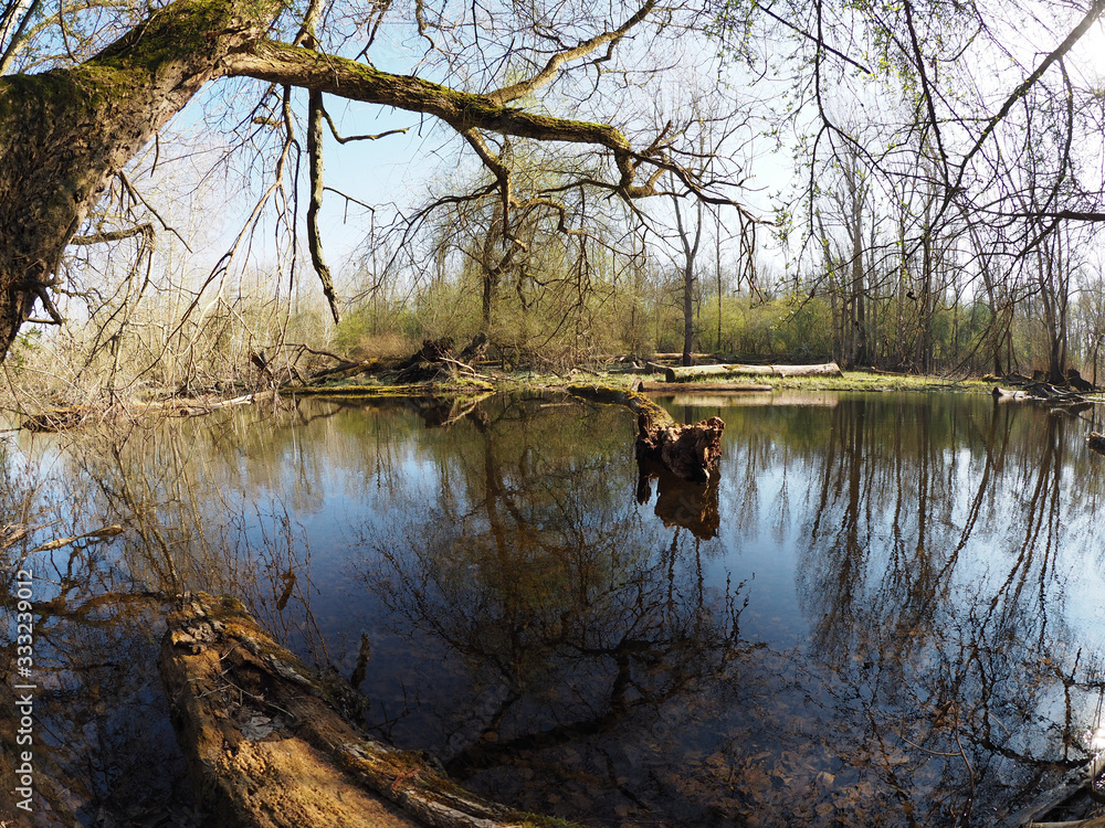 remote lake and swamp area with trees fallen in the water remote lake and swamp area with trees fallen in the water