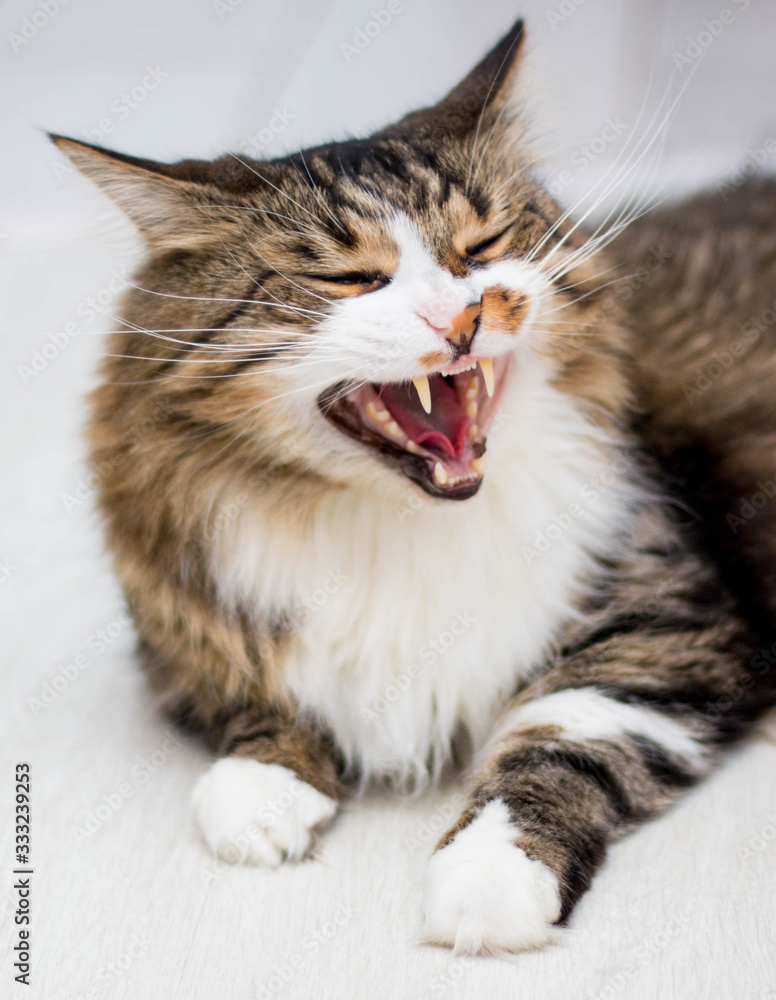A brown, adult cat with green eyes yawns, showing its fangs. Lying on the light floor. Vertical photo. Side view.