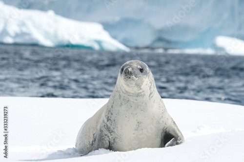 Crabeater seal on the ice.