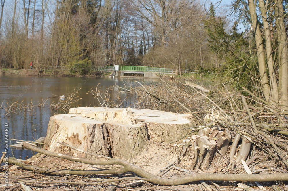Bäume werden an einem See gefällt Bäume werden an einem See gefällt