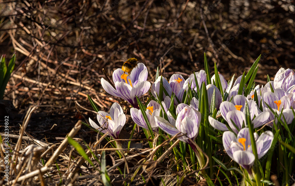 Flying bumblebee over spring crocuses Flying bumblebee over spring crocuses