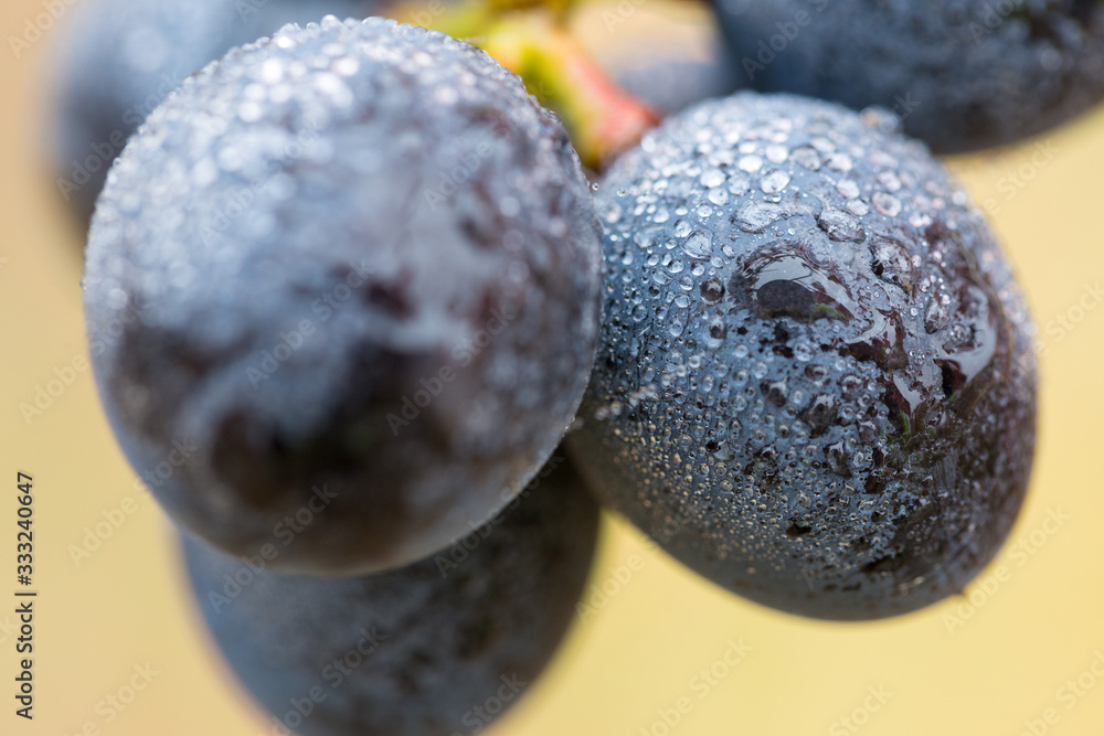 A bunch of grapes in droplets of water. Autumn harvesting of wine. A bunch of grapes in droplets of water. Autumn harvesting of wine.