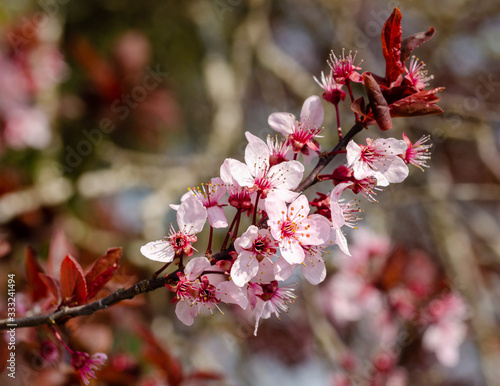 Obraz na plátně flowers of prunus cerasifera pissardi