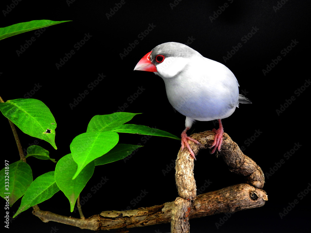 Obraz premium Java sparrow on branch