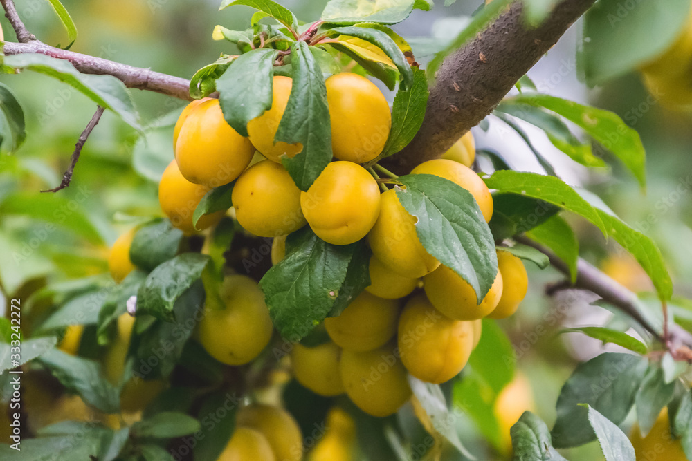 Yellow cherry plum fruits on the tree during ripening_