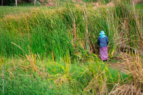Wallpaper Mural workers in agriculture Torontodigital.ca