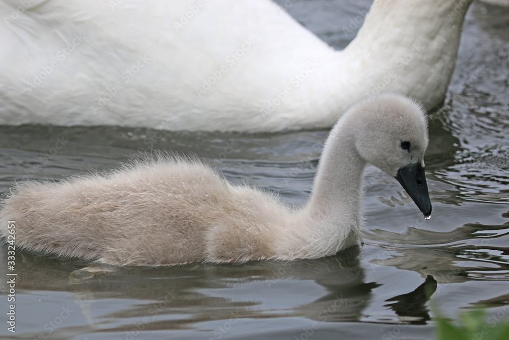 Fototapeta premium Swan and Cygnet swimming in a lake 