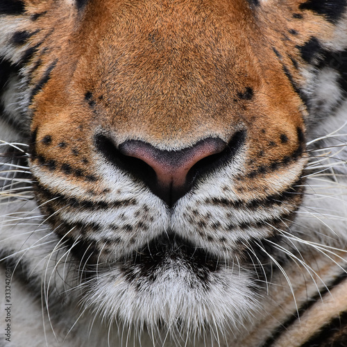 The nose and mouth of the Bengal tiger