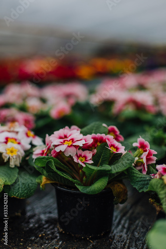 cropped view of woman choosing pink flowers in garden center