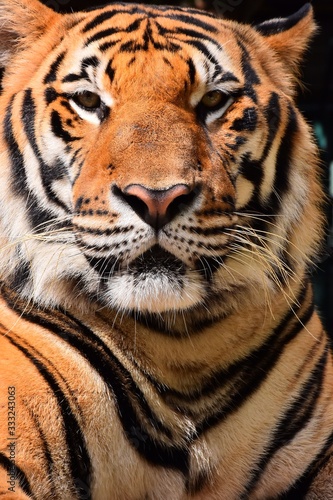 The large tiger face has a beautiful pattern.