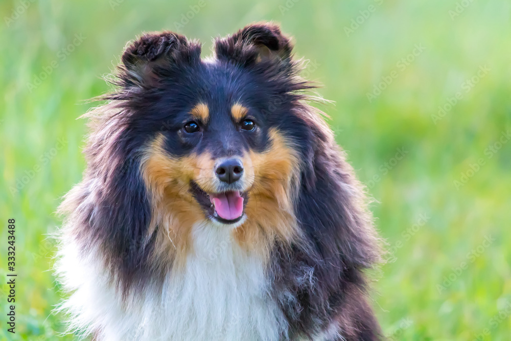 Sheltie dog with tongue hanging out on a green-yellow background Sheltie dog with tongue hanging out on a green-yellow background