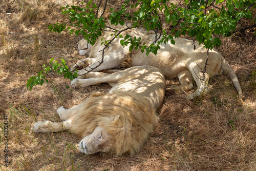 two lions sleep in teri tree on dry grass