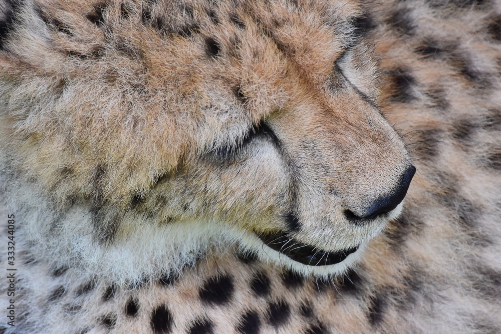 Cheetah's face and coarse hair Cheetah's face and coarse hair