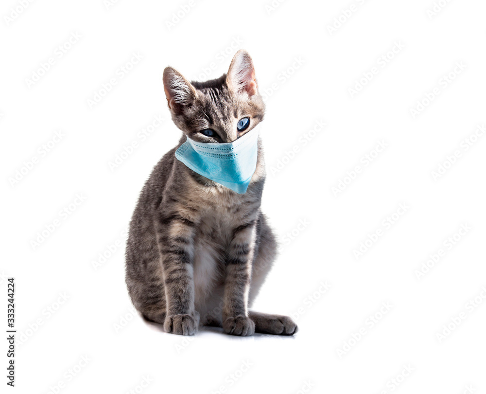 Fototapeta premium on a white background isolated gray cat with blue eyes in a blue antiviral covid-19 medical mask