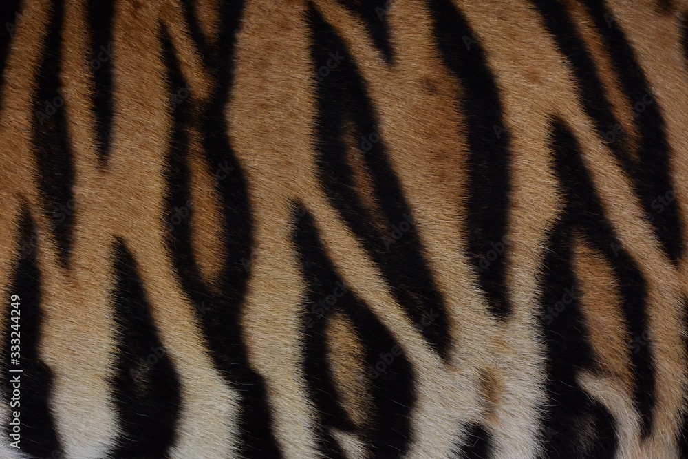 Bengal tiger pattern, in the middle of the body Bengal tiger pattern, in the middle of the body