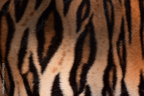 Bengal tiger pattern, in the middle of the body