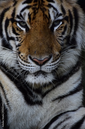 The large tiger face has a beautiful pattern.