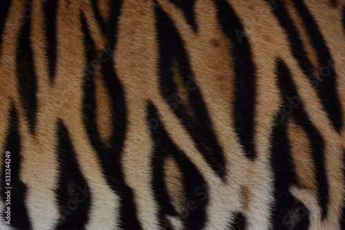 Bengal tiger pattern, in the middle of the body