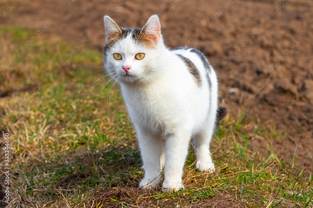 White spotted cat walking in the garden, go on the grass_ White spotted cat walking in the garden, go on the grass_