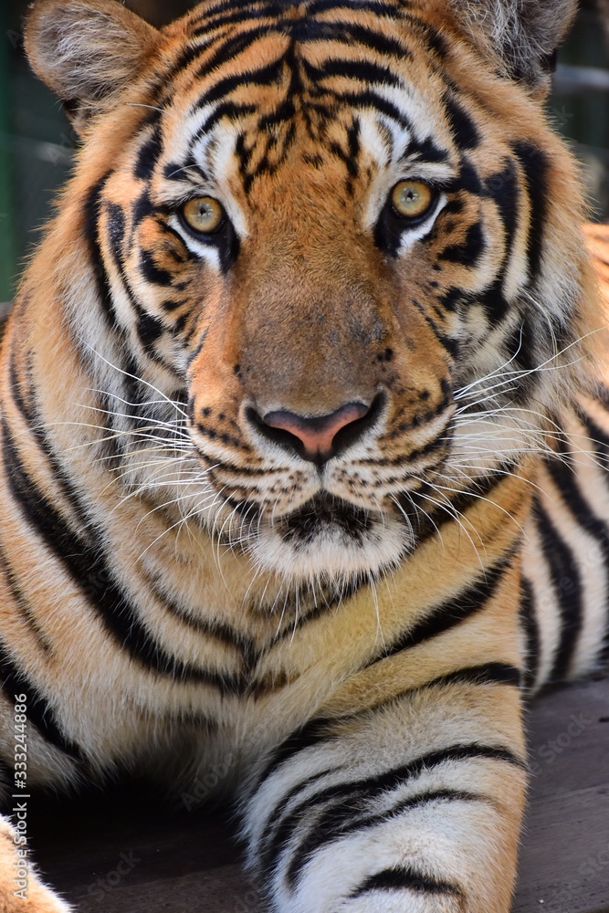 The large tiger face has a beautiful pattern. The large tiger face has a beautiful pattern.