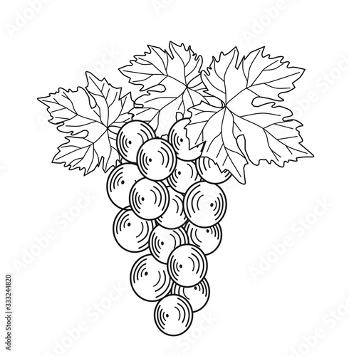 BUNCH WHITE AND BLACK GRAPES SET PROSECCO AND AMARONE UVA GRAPES WINE RED VINTAGE VINEYARDS GRAPPOLO VITE VIGNA