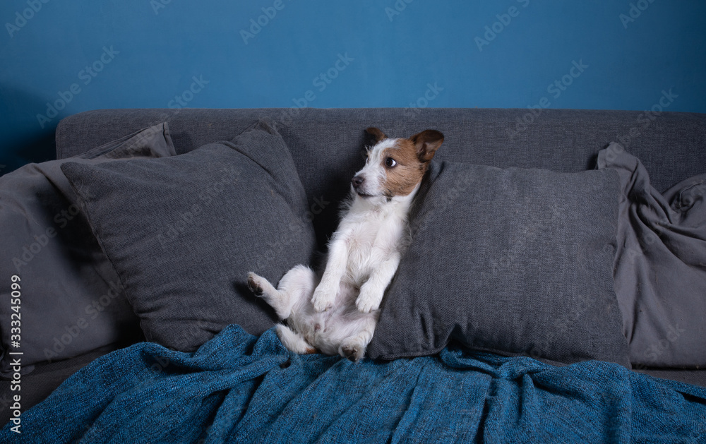 quarantined dog. Jack Russell Terrier is lying on the couch. Resting. funny pet quarantined dog. Jack Russell Terrier is lying on the couch. Resting. funny pet