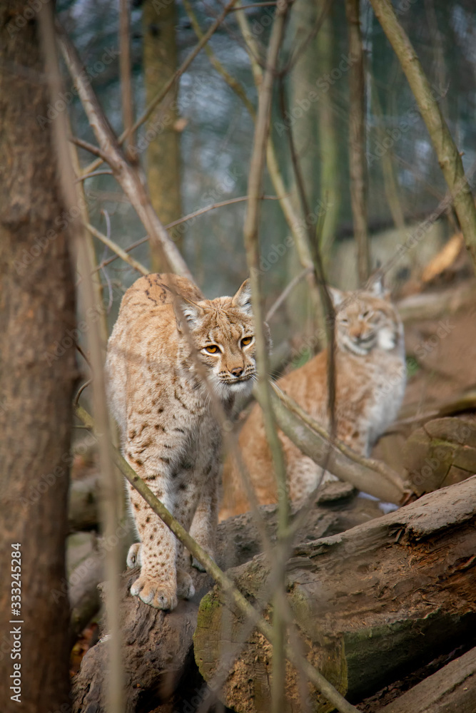 Fototapeta premium Walking eurasian lynx. Lynx lynx.