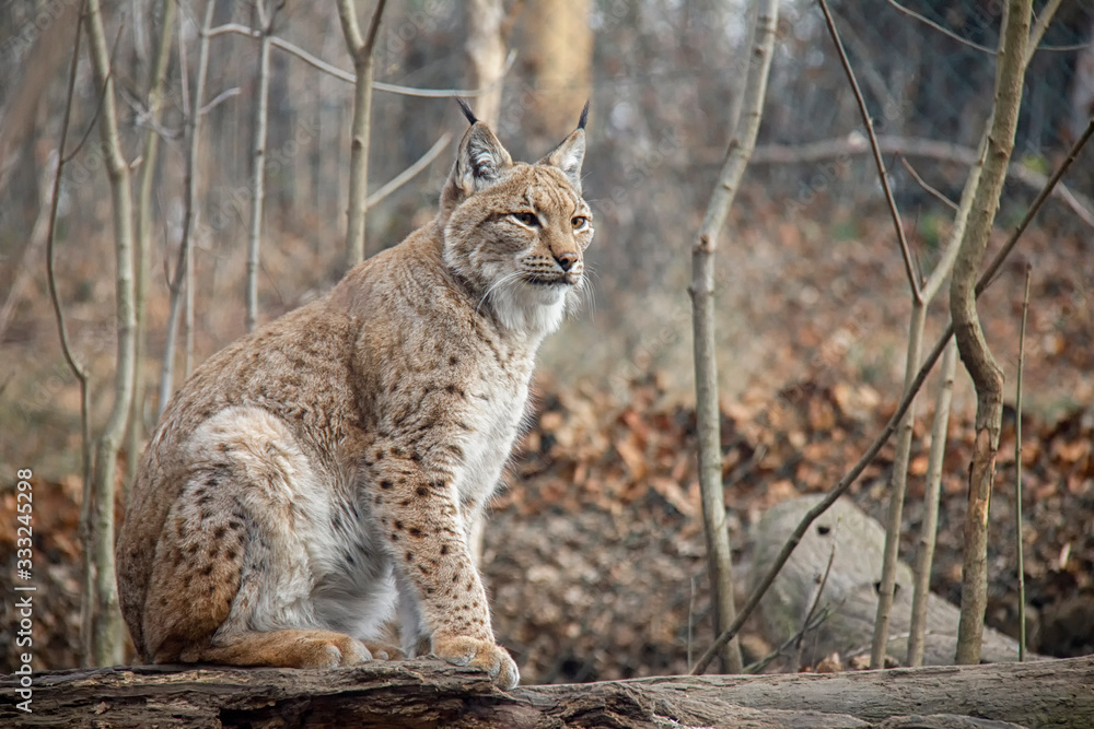 Obraz premium Sitting eurasian lynx. Lynx lynx.