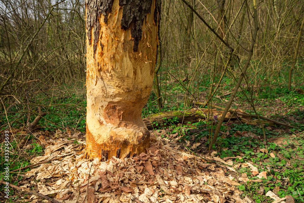 beaver ate an apple tree by creek