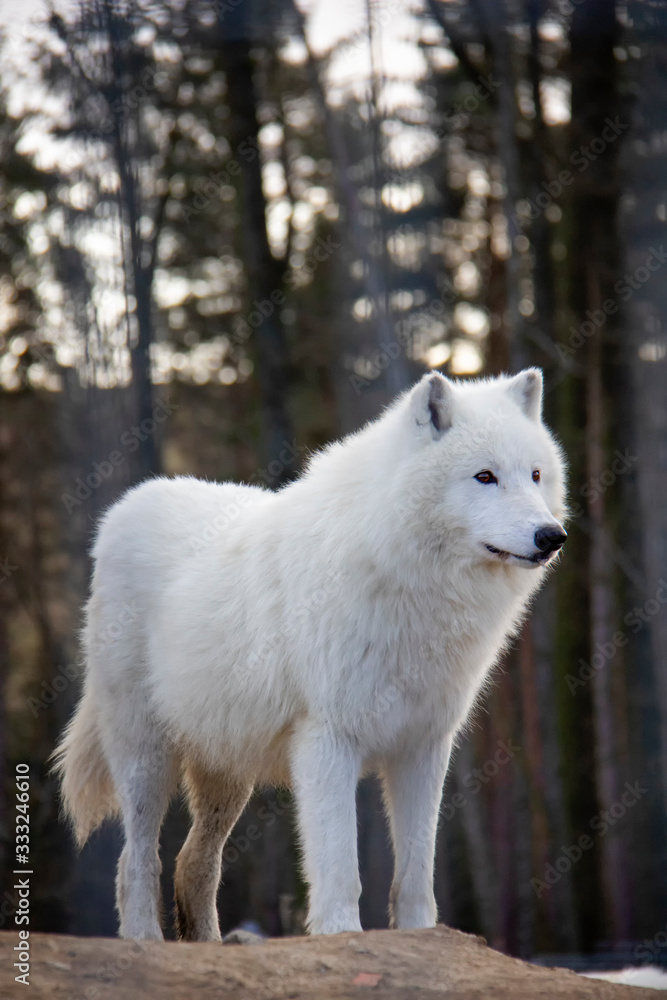 Portrait of arctic wolf. Canis lupus arctos. Portrait of arctic wolf. Canis lupus arctos.