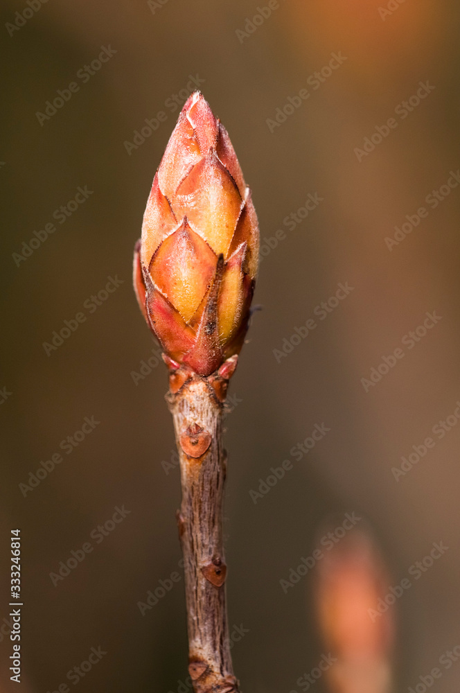 Frühling Frühling