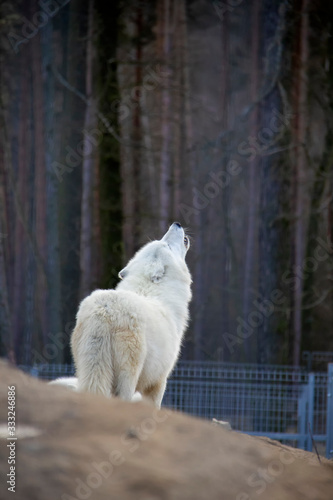 Howling arctic wolf. Canis lupus arctos.