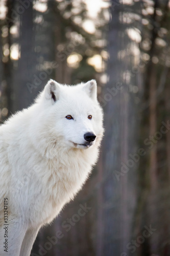 Portrait of arctic wolf. Canis lupus arctos.