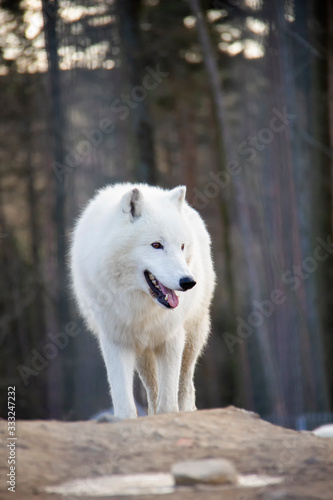 Walking arctic wolf. Canis lupus arctos.