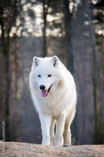 Walking arctic wolf. Canis lupus arctos.