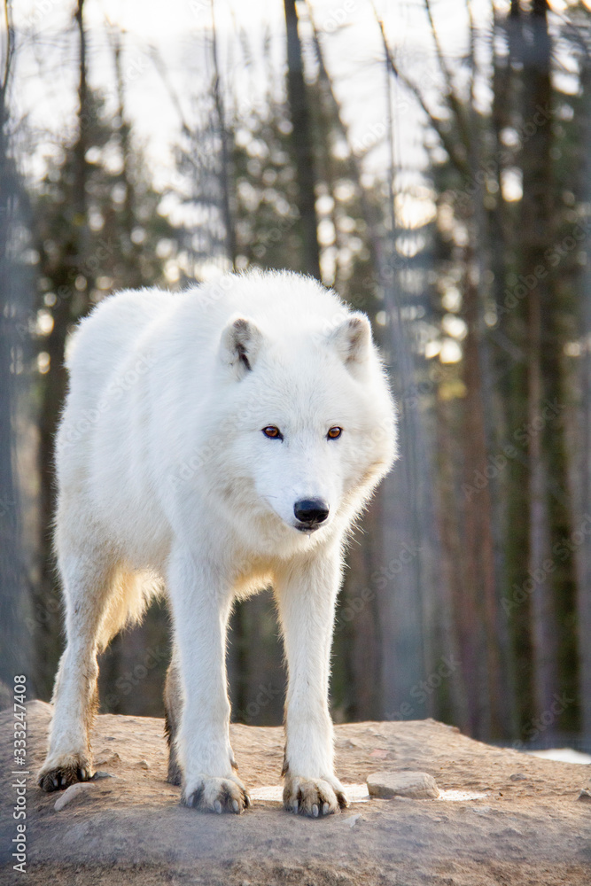 Obraz premium Standing arctic wolf. Canis lupus arctos.