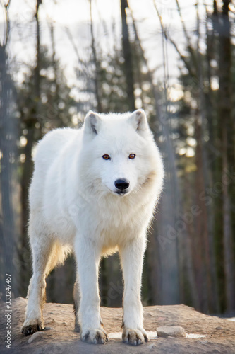 Arctic wolf. Canis lupus arctos.