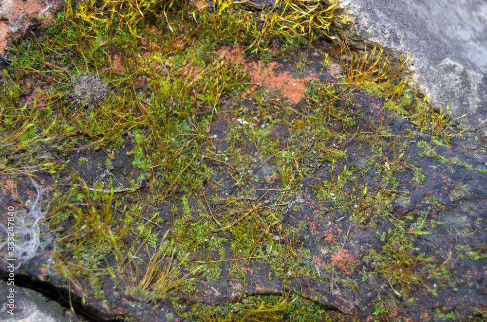 Moss on the stones of the garden in the spring sun