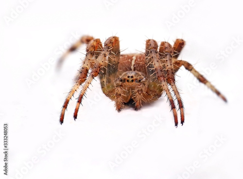 Macro close up of an european garden spider or cross spider (Araneus diadematus) isolated with a white background. Scary and hairy but colourful looking spider on the wall. 