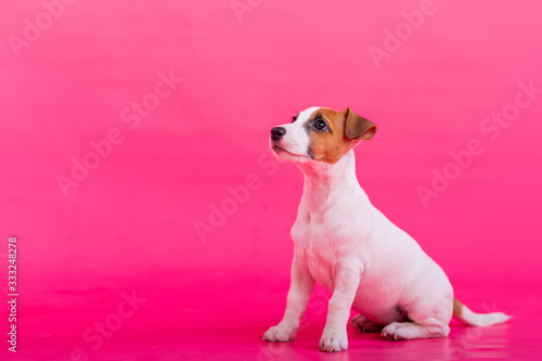 Puppy sitting on a pink background. A trained little dog fulfills the command to sit still. Purebred Shorthair Jack Russell Terrier. © Михаил Решетников