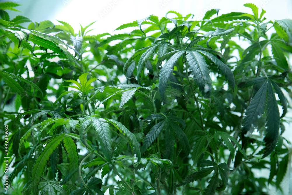 Young Green Cannabis Plants With Leaves Growing Young Green Cannabis Plants With Leaves Growing