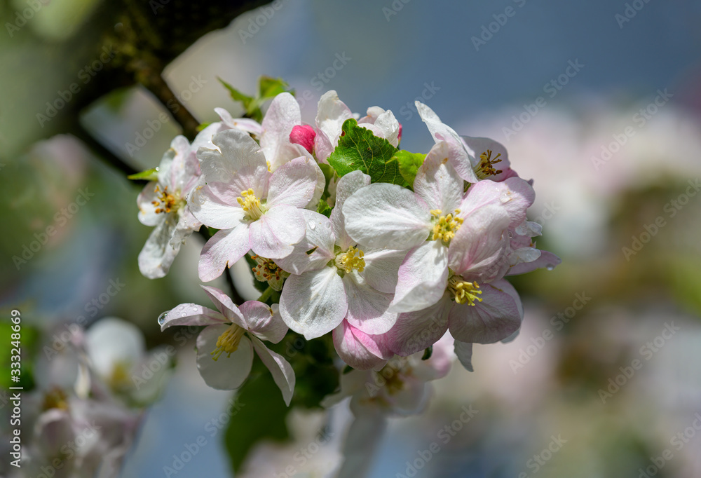 Apfelblüte Kaiser Wilhelm Apfelblüte Kaiser Wilhelm