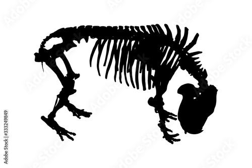 Pygmy hippopotamus black skeleton on white background © Julia