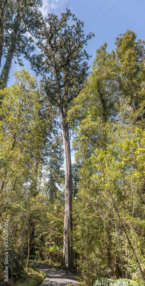 Fototapeta premium tall red pine in green forest, near Matheson Lake, West Coast, New Zealand