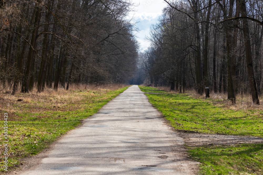Asphalt road through the forest for cyclists. There are trees on the sides and a blue sky on the background. Asphalt road through the forest for cyclists. There are trees on the sides and a blue sky on the background.