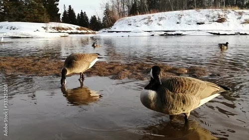 Adorable canadian geese playing in the lake in early springm close up  photo