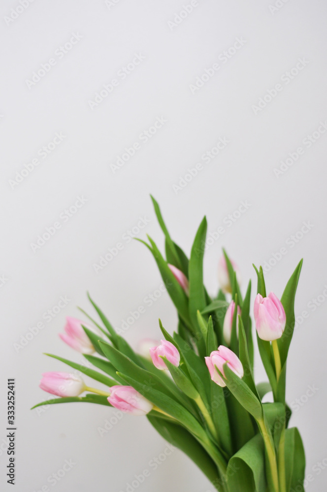 bouquet of tulips on white background bouquet of tulips on white background