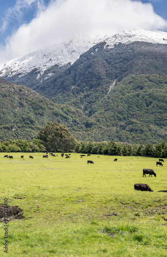 black cows herd in meadows under snowy slopes in high valley  near Makaora  Otago  New Zealand