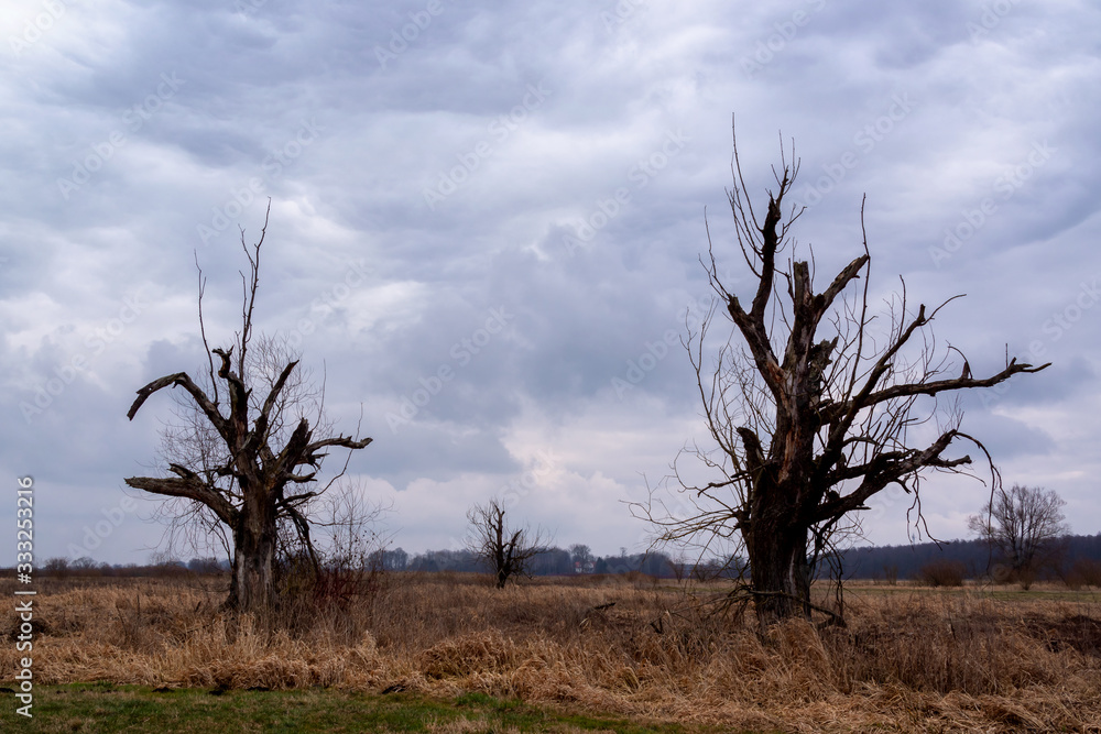 Fototapeta premium Wiosna na Podlasiu. Dolina Górnej Narwi. Rzeka Narew. Podlasie. Polska