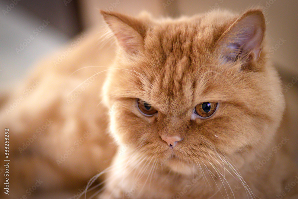 Close up Portrait of cute Persian cat. Close up Portrait of cute Persian cat.